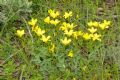 Linum campanulatum